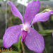 Orchidée