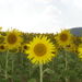 Au pays des tournesols!