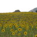 Tournesols