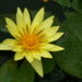 Fleur jaune