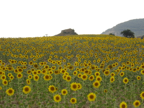 Tournesols