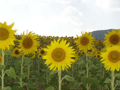 Au pays des tournesols!