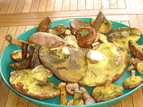 Champignons 2006 