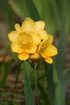 Fleur_jaune