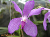 Orchides_5