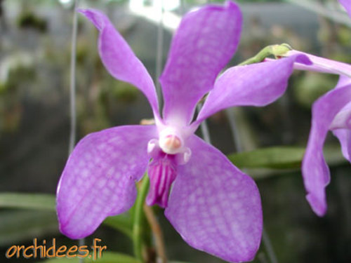 Orchides_7