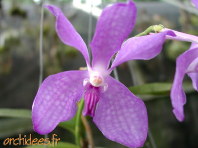 Orchides_9